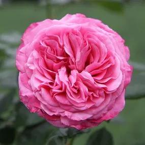 Timeless Pink Rose (Rosa Timeless Pink) 1